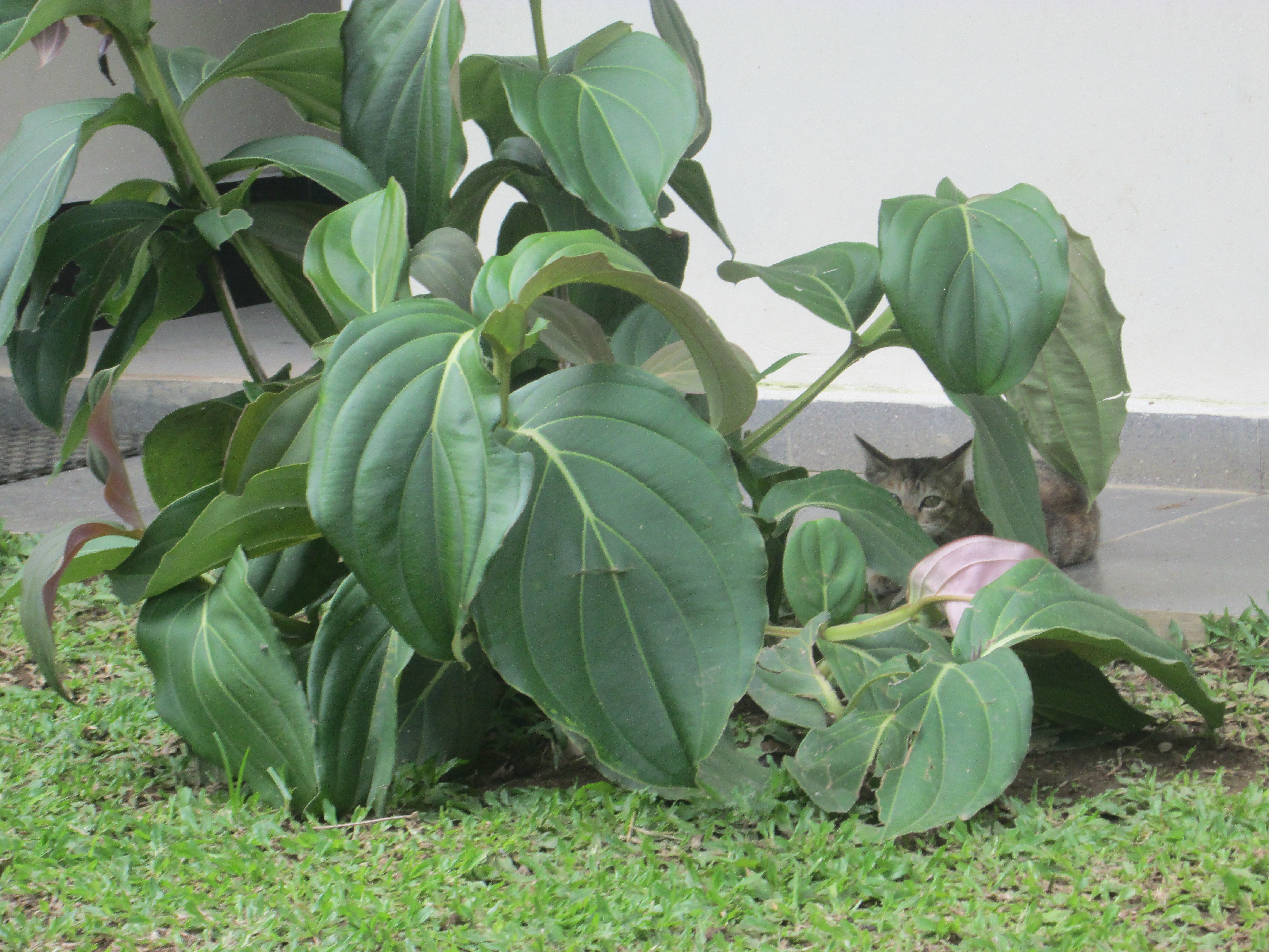 Class 2: Leafology 101